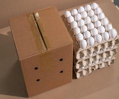 Fresh Class A Chicken/Hen Shell Eggs - Image 3