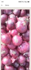 Onion - Image 1