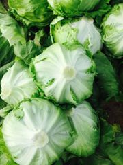 fresh ice berg lettuce Origin Farmex Farms Grade Export Quality Weight Range 500–800 G Per Head Packaging Options 5 Kg / 10 Kg Cartons Or As - Image 1