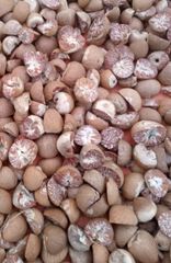 Betel Nut / Areca Nut (Biji Pinang) - Image 5