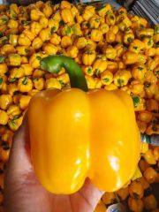Fresh Bell Pepper in Green Red Yellow Color From China for Export Directly - Image 2