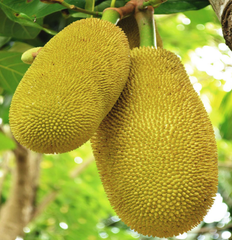 Jack fruit - Image 2