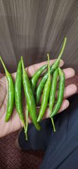 Green Chillies – product photo 1, product detail gallery