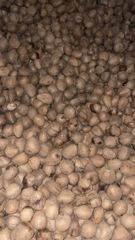 semi husk coconut - Image 1