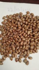 Castor Oil (CCO/FSG) – product photo 3, product detail gallery
