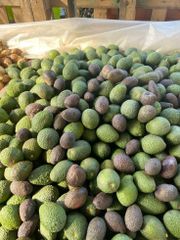 Farm Fresh Avocado Ripe Green Fruit With Smooth Texture And Delicious Flavor For Healthy Eating And Kitchen Preparation - Image 5