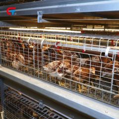 Chicken Multi Layer Automatic Manure Cleaning Feeding Poultry Farm Cage - Image 4