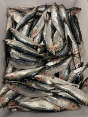 Frozen Sardine / Fresh Sardine – product photo 3, product detail gallery