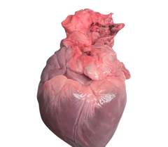 Frozen Pork Heart Export Focused Frozen Meat Offering 99% Natural Composition And Reliable Product – product photo 4, product detail gallery