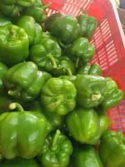 Yellow, red and green Capsicum Form Uniform Quality GOOD Size 140-350gr Origin Vietnam Grade CLASS A & B Weight (kg) 140-350gr - Image 4