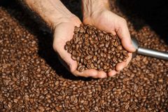 Roasted Robusta Coffee beans Type Roasted Robusta Coffee - Image 1
