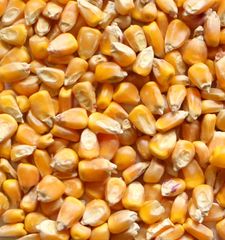 Clean Maize Grain For Animal Feed Manufacturing And Agricultural Trading With Healthy Kernels Consistent Quality - Image 3