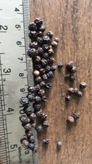 Black Pepper – product photo 2, product detail gallery