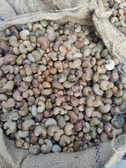 Raw Cashew Nuts (RCN) - Ivory Coast Origin - KOR 48 lbs min - FOB Abidjan – product photo 1, product detail gallery