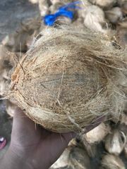 Semi Husked Coconut – product photo 1, product detail gallery