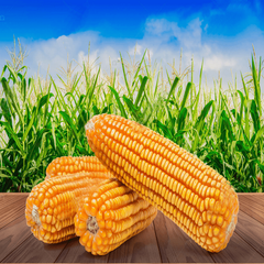 High Quality Yellow Corn Maize 25kg 50kg Export Grade Clean Whole Kernels Rich Nutrition Ideal For Poultry Feed Livestock And Milling Industry Buy Today Fast Delivery Premium Quality Wholesale - Image 2