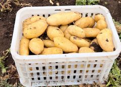 Potatoes – product photo 1, product detail gallery