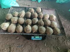 Semi husked cocunut - Image 2