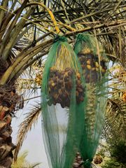Iranian Piarom Dates - Grade 1 - Premium Quality - Export Quality - Bulk - Wholesale - Dried Fruit - Selected - Commerci - Image 5