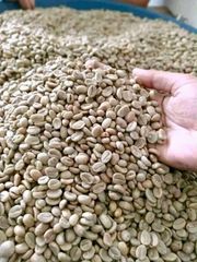 Robusta Green Coffee Beans - Image 2
