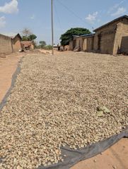 Premium Benin Raw Cashew Nuts – High Quality RCN for Export – product photo 2, product detail gallery