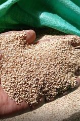 sesame seeds Golden – product photo 1, product detail gallery