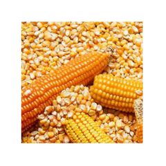 maize – product photo 1, product detail gallery