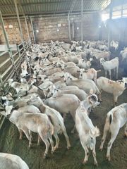 Frozen Goat Meat Full Carcass - Image 3