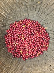 Unroasted green Arabica coffee beans Washed or natural – product photo 1, product detail gallery