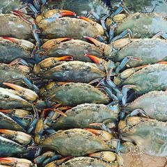 Frozen Crab Premium Seafood Choice Carefully Handled Processed and Frozen for Long Lasting Freshness – product photo 4, product detail gallery