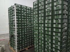 FRESH MANGOS - Image 5