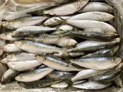 Froze Sardine Fish - Image 2