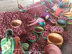 Fresh Onion, Indian Onion, Red Onion, Onion, Nashi Onion, Pink Onion, Garva Onion - Image 4