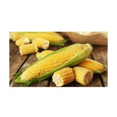 Premium Fresh Sweet Corn Yellow Corn Wholesale Supplier Farm Fresh Produce - Image 4