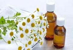 Chamomile Essential Oil Distiller Equipment - Image 1