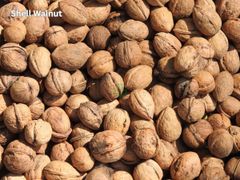 Kashmir Walnut | Shelled, Halves, Broken | India - Image 1