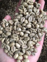 Vietnam green coffee beans arabica Robusta wet polished – product photo 3, product detail gallery