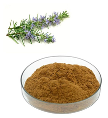 Rosemary Extract (Rosmarinus officinalis) - Image 1