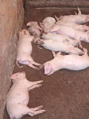 Pig,pork,bacon Texture Fresh Color Natural Size 30-70 kg per Source Responsible Address Entebbe-Kasanje Type Large white, Long white - Image 1