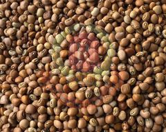 Brown Eye Beans Size 6 Style Dried Weight (kg) 25 Drying Process AD Brand Name Red Ruby Place of Origin Myanmar Address Yangon, - Image 1