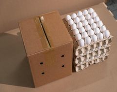 Fresh Shell Eggs A Class - Image 1