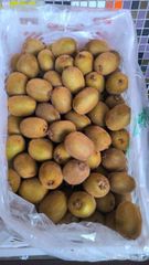 FRESH KIWIFRUIT FOR SALE!! CLASS 1 EXPORT QUALITY FRESH KIWIFRUIT NOW READY FOR EXPORT – product photo 3, product detail gallery