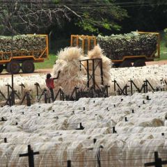 Premium Sisal Fiber Bulk Sisal Fiber With Natural Strength And Durability Ideal For Industrial Manufacturing And Export - Image 3