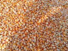 Yellow Corn for Human Consumption - Image 3