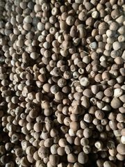 Areca nut – product photo 1, product detail gallery