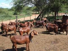 Cheap Top Selling Boer Goats / Kalahari/ Dorper sheep in bulk  at wholesale price for export worldwide - Image 2