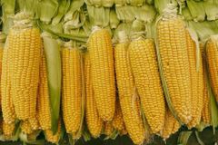 Yellow Corn for Human Consumption - Image 2