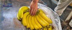 Cavendish Banana – product photo 4, product detail gallery