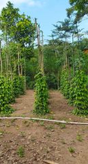 Javanese long chili, origin from Java Indonesia, Dried level at 10% - 15% - Image 2