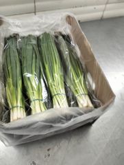 Spring Onion (Green Onion) Origin Egypt Shelf Life Excellent Quality Export Quality Quality Standard European Export Standards - Image 1